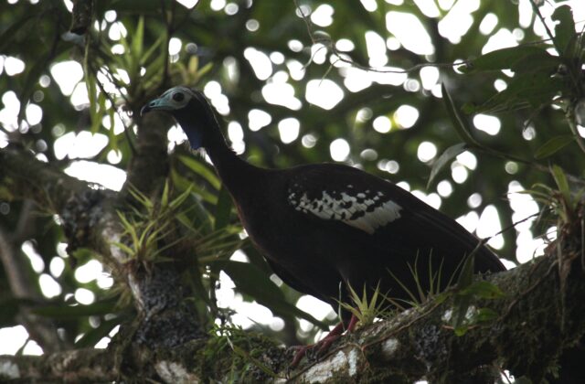 Trinidad Piping Guan