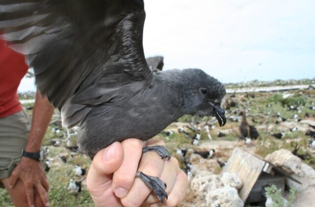 Tristram’s Storm Petrel