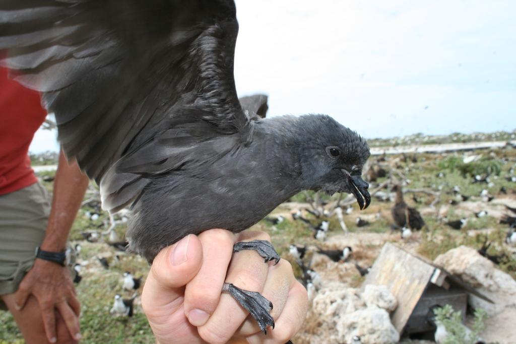 Tristram’s Storm Petrel