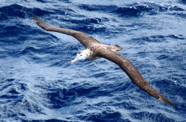 Tristan Albatross
