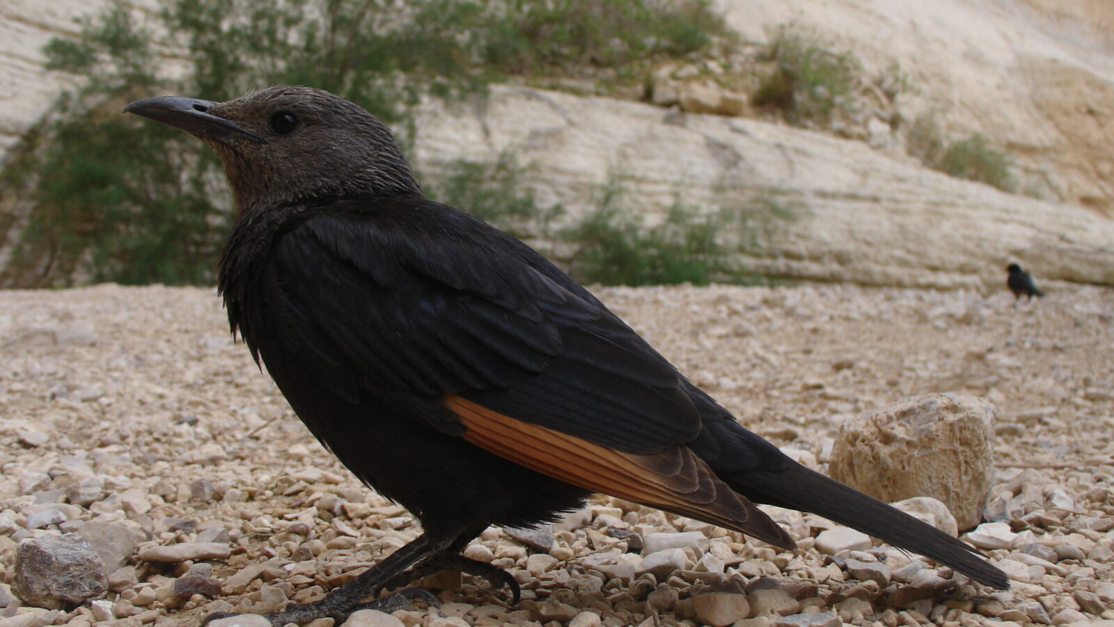 Tristram’s Starling