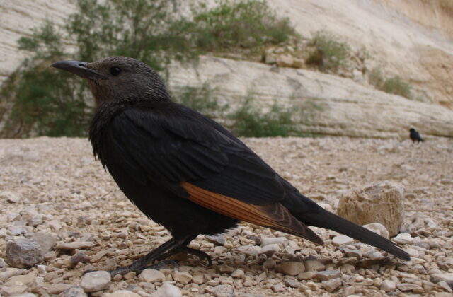 Tristram’s Starling