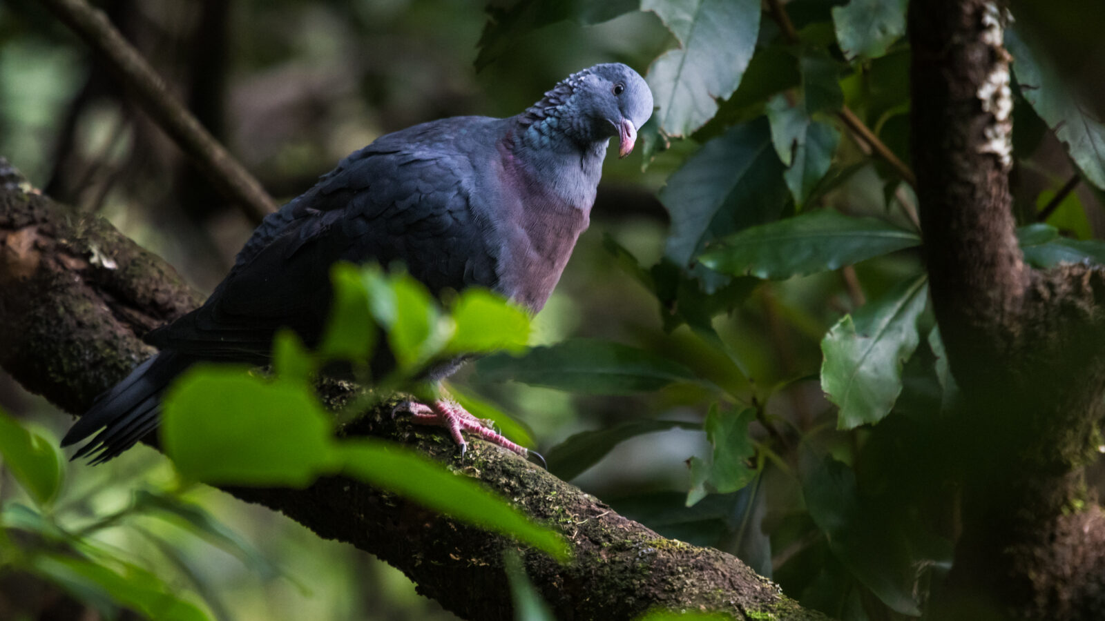 Trocaz Pigeon