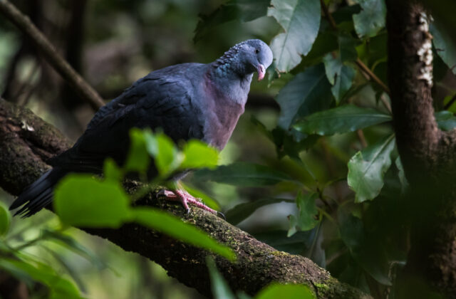 Trocaz Pigeon