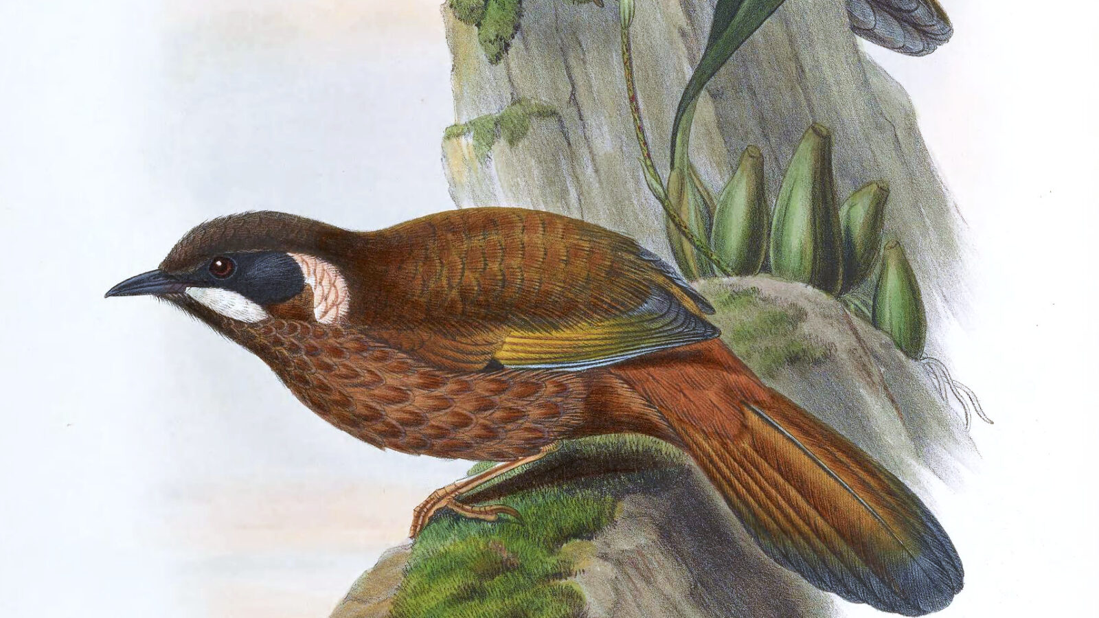 Black-faced Laughingthrush