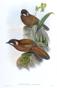 Black-faced Laughingthrush