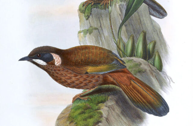 Black-faced Laughingthrush