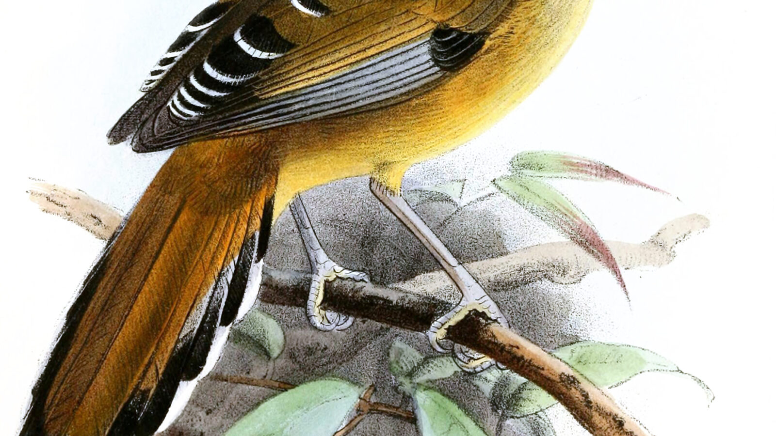 Moustached Laughingthrush