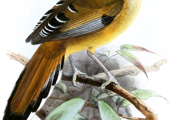 Moustached Laughingthrush