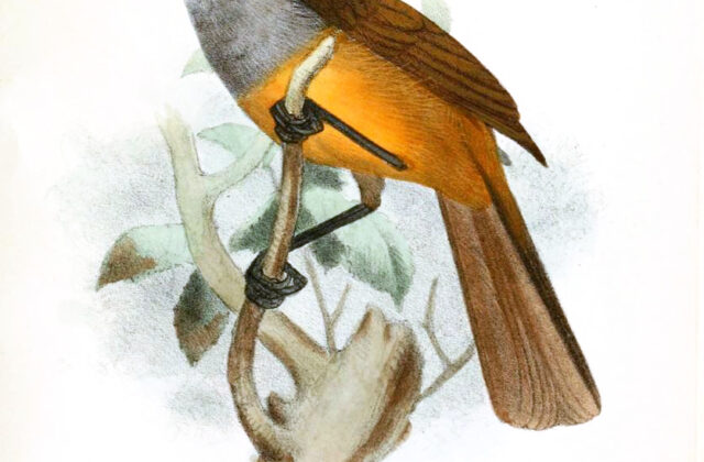 Banasura Laughingthrush