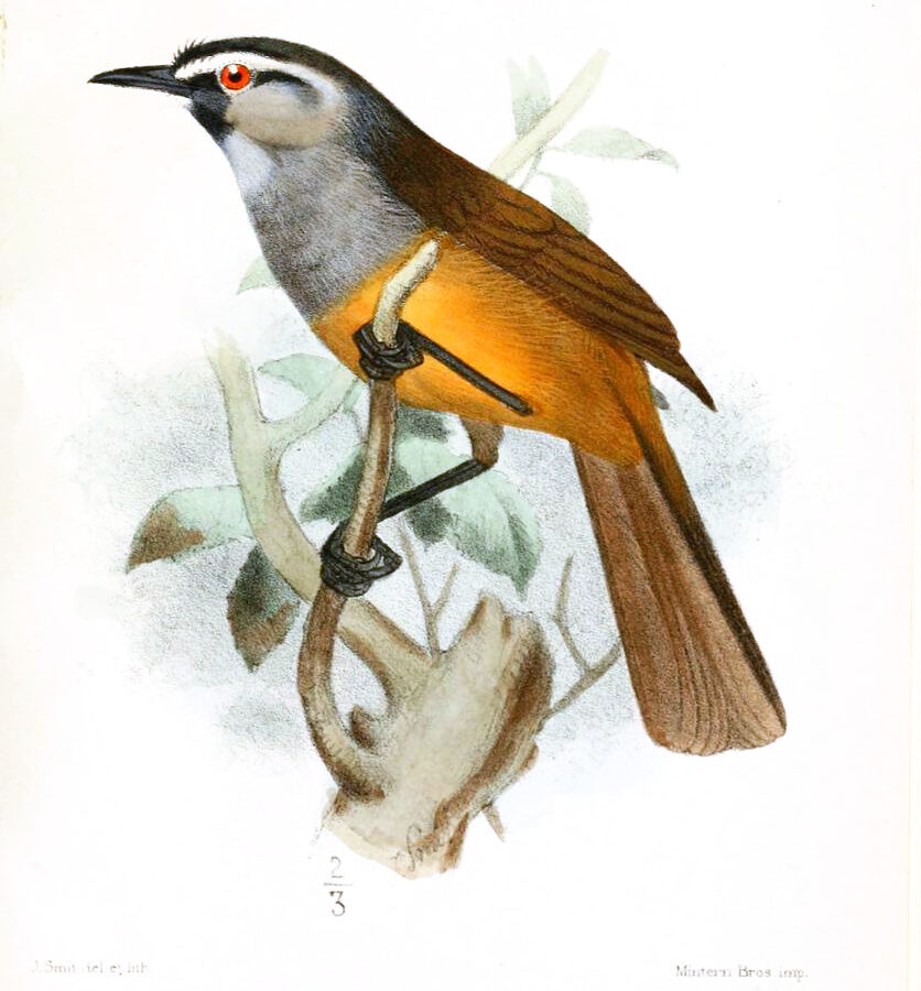 Banasura Laughingthrush