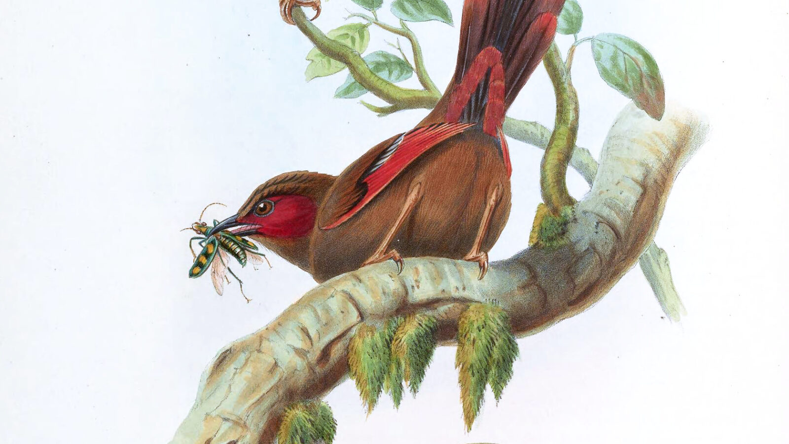 Red-faced Liocichla