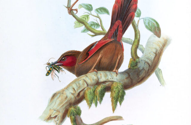 Red-faced Liocichla