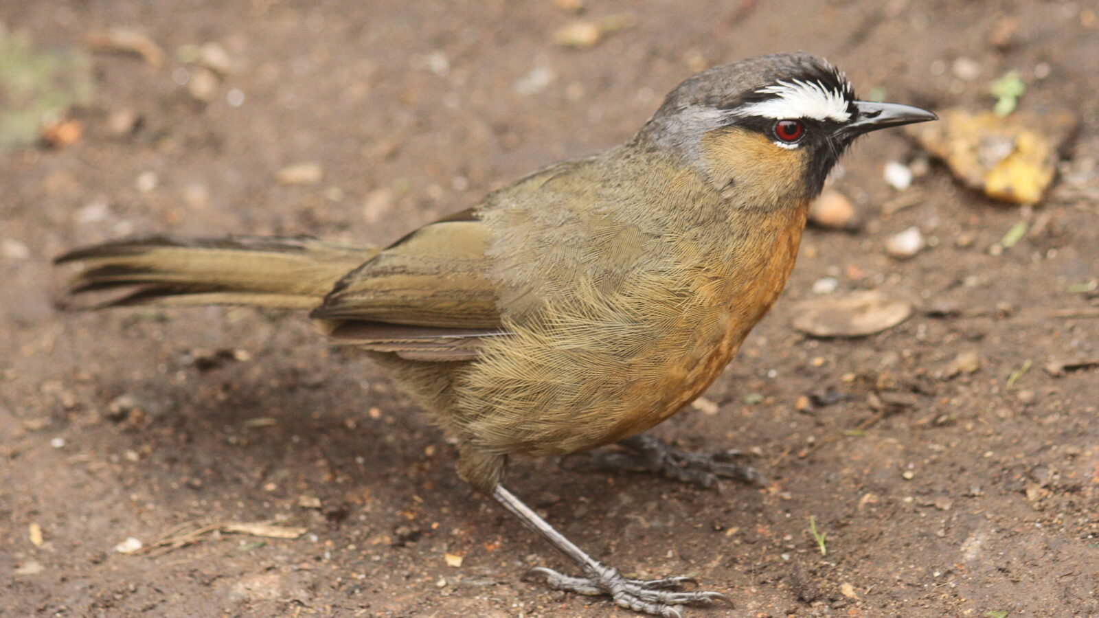 Nilgiri Laughingthrush
