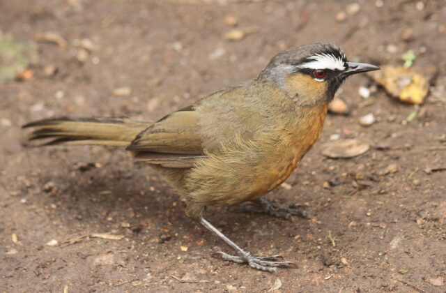 Nilgiri Laughingthrush