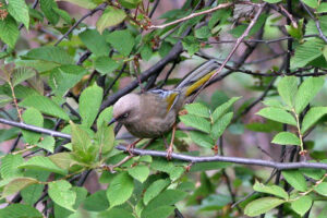 Elliot’s Laughingthrush