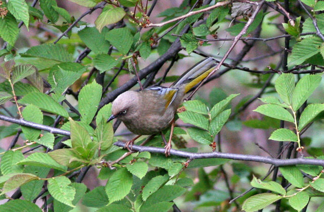 Elliot’s Laughingthrush