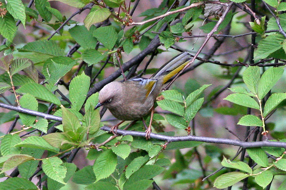 Elliot’s Laughingthrush