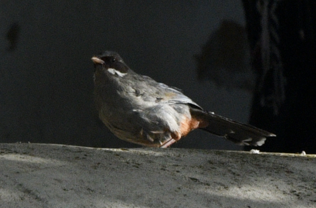 Brown-cheeked Laughingthrush