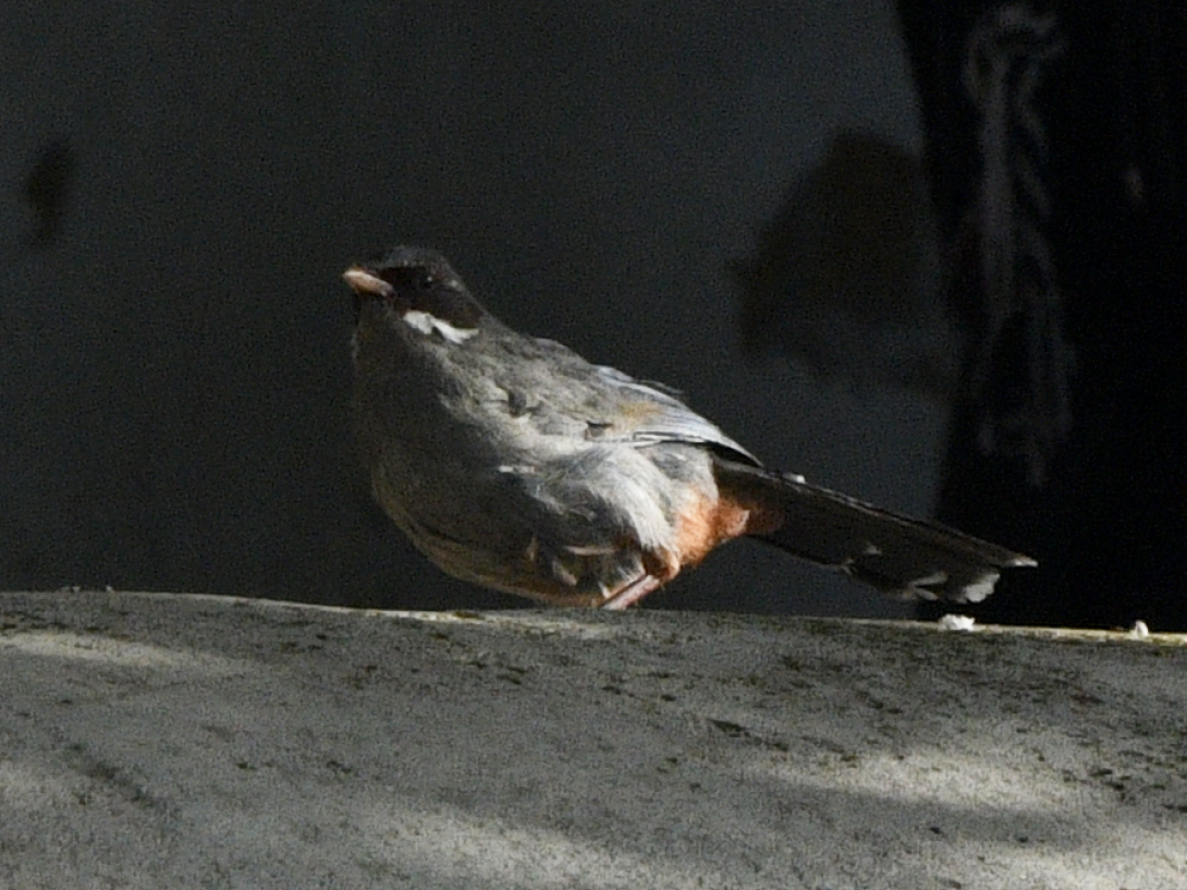 Brown-cheeked Laughingthrush
