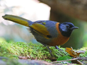 Collared Laughingthrush