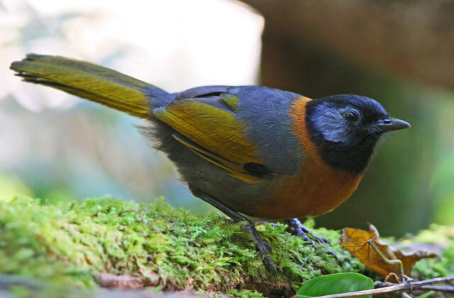 Collared Laughingthrush