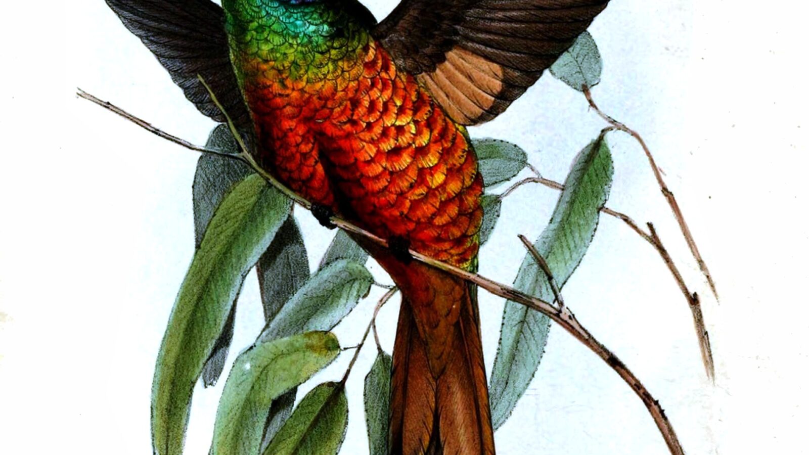 Golden-tailed Starfrontlet