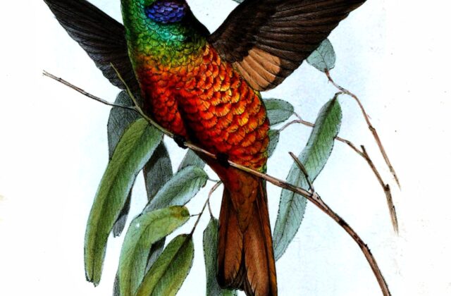 Golden-tailed Starfrontlet