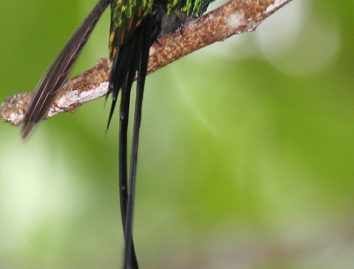 Black-billed Streamertail