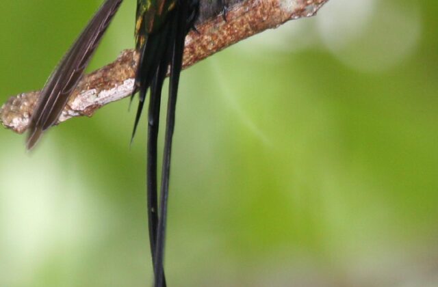 Black-billed Streamertail
