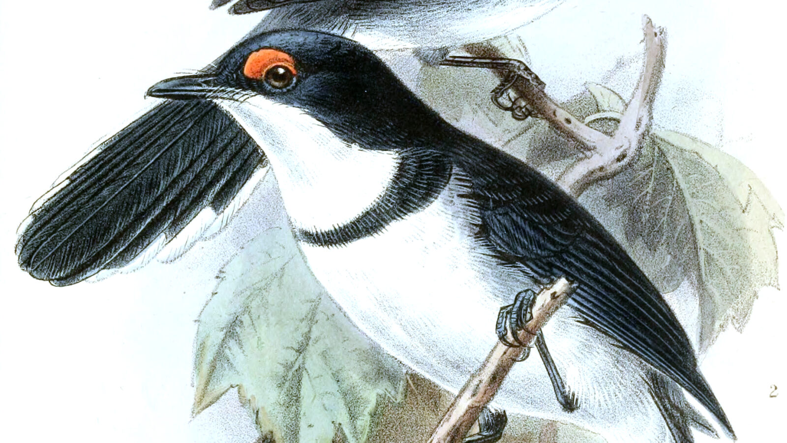 White-tailed Crested Flycatcher