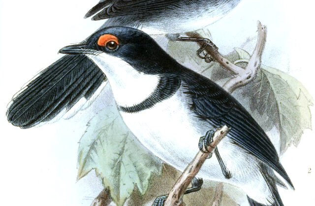 White-tailed Crested Flycatcher