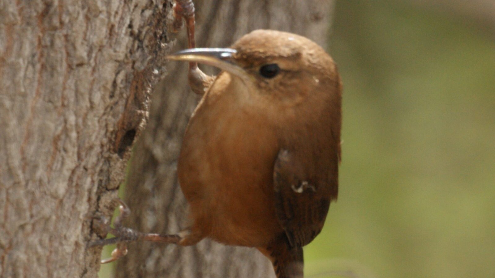 Grenada Wren