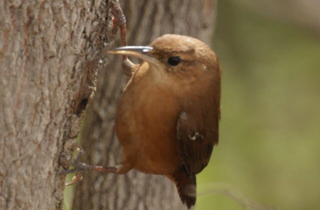 Grenada Wren