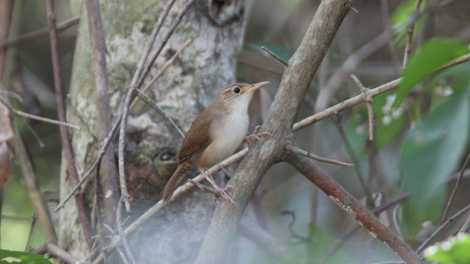 Cozumel Wren