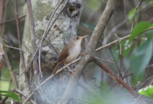 Cozumel Wren