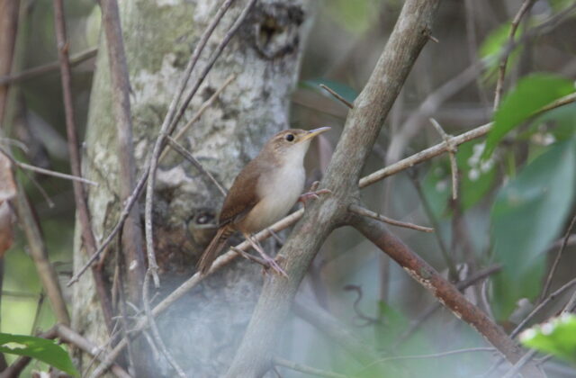 Cozumel Wren