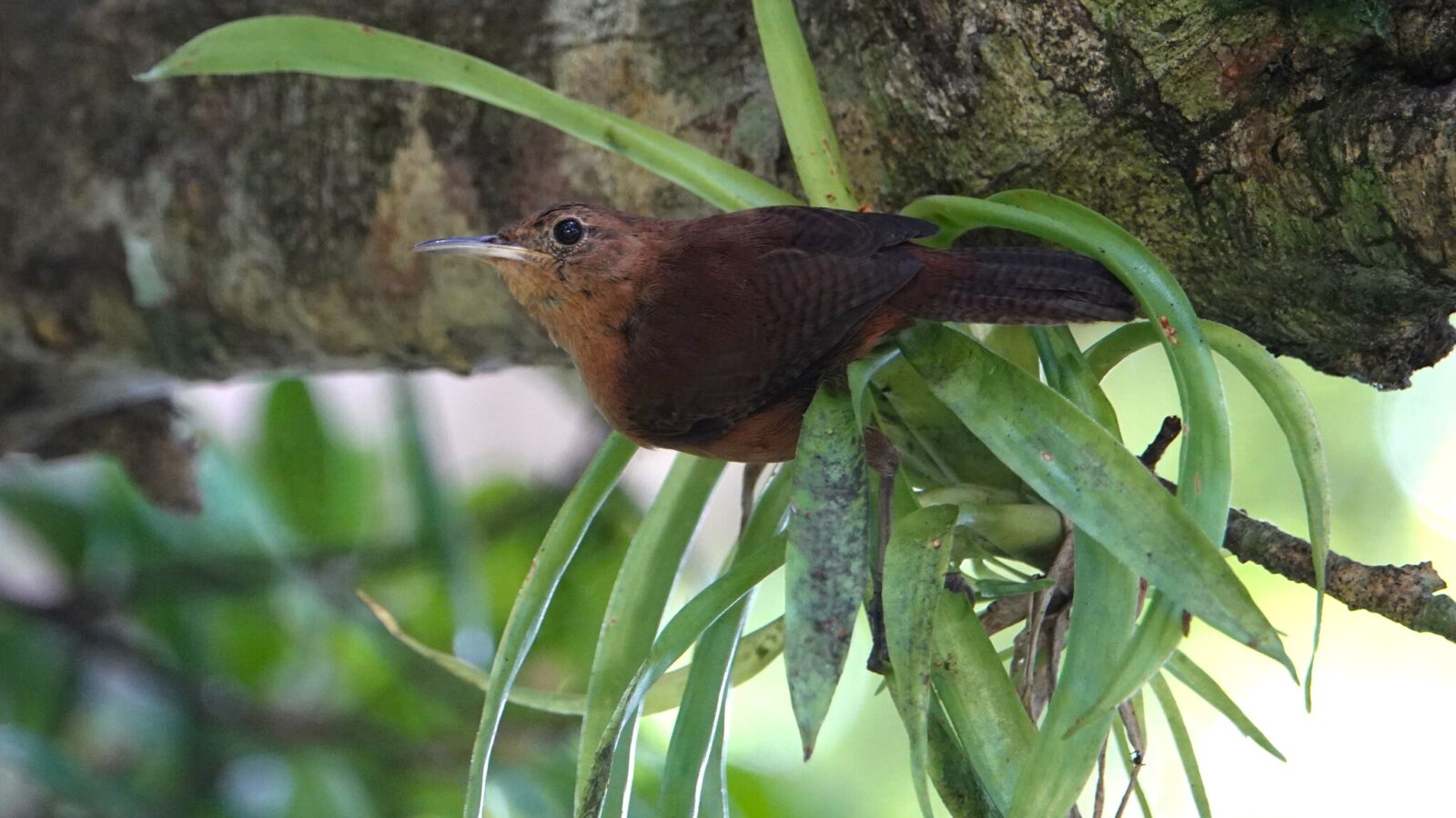 Kalinago Wren