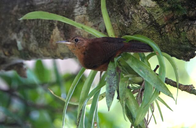 Kalinago Wren