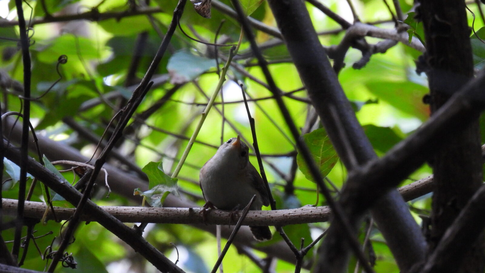 St. Lucia Wren