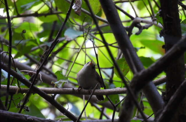 St. Lucia Wren
