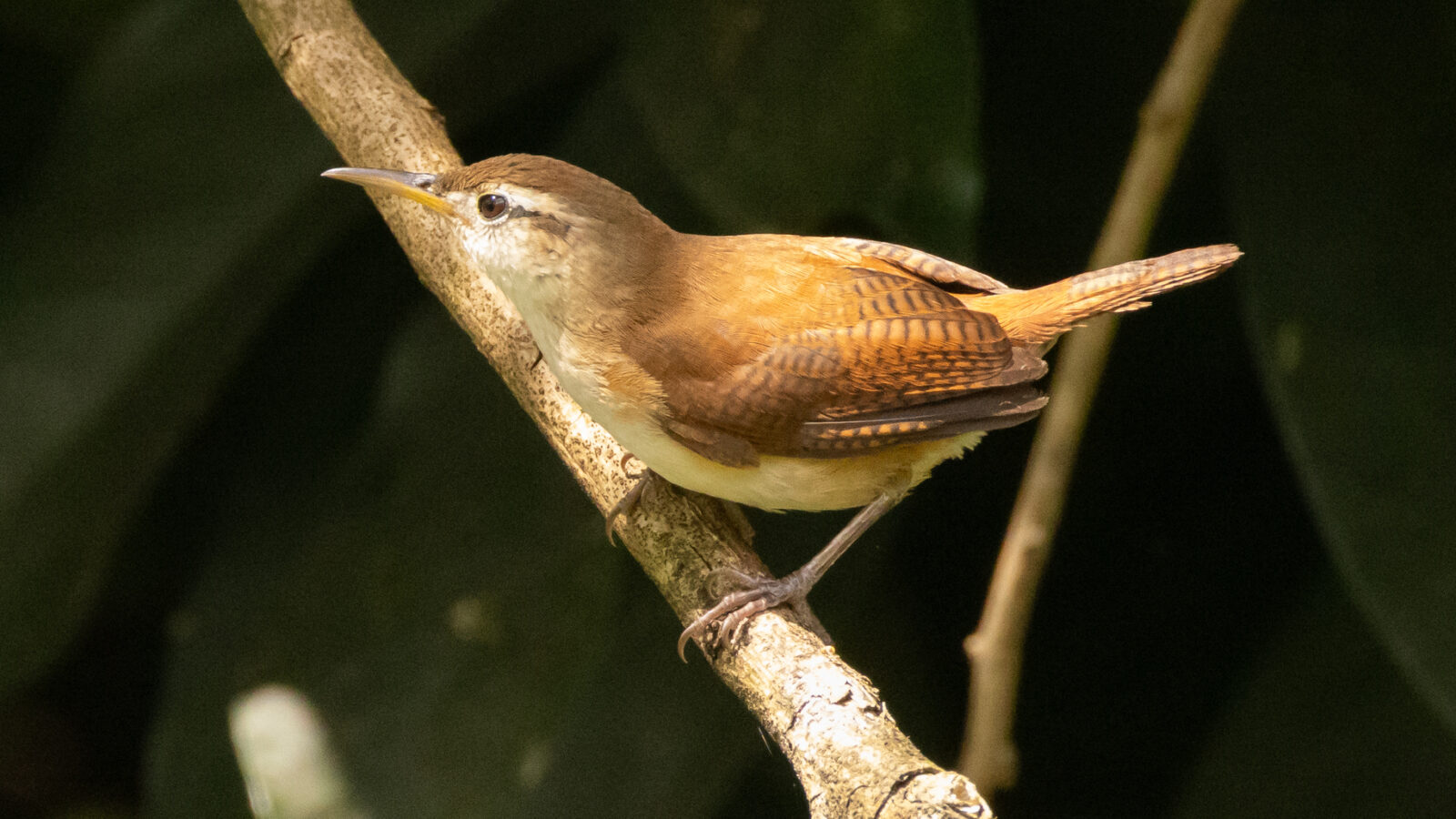 St. Vincent Wren
