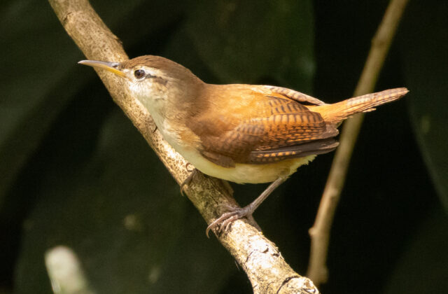 St. Vincent Wren