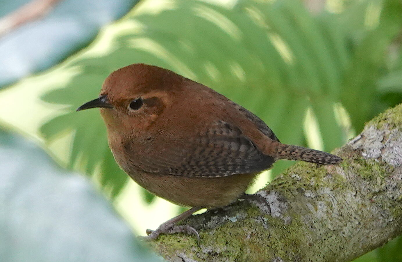 Ochraceous Wren