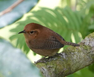 Ochraceous Wren