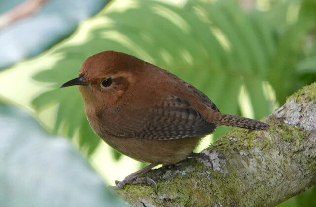 Ochraceous Wren