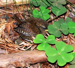 Pacific Wren