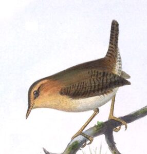 Mountain Wren