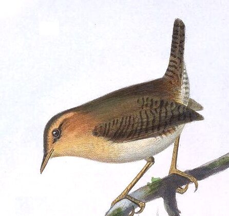Mountain Wren