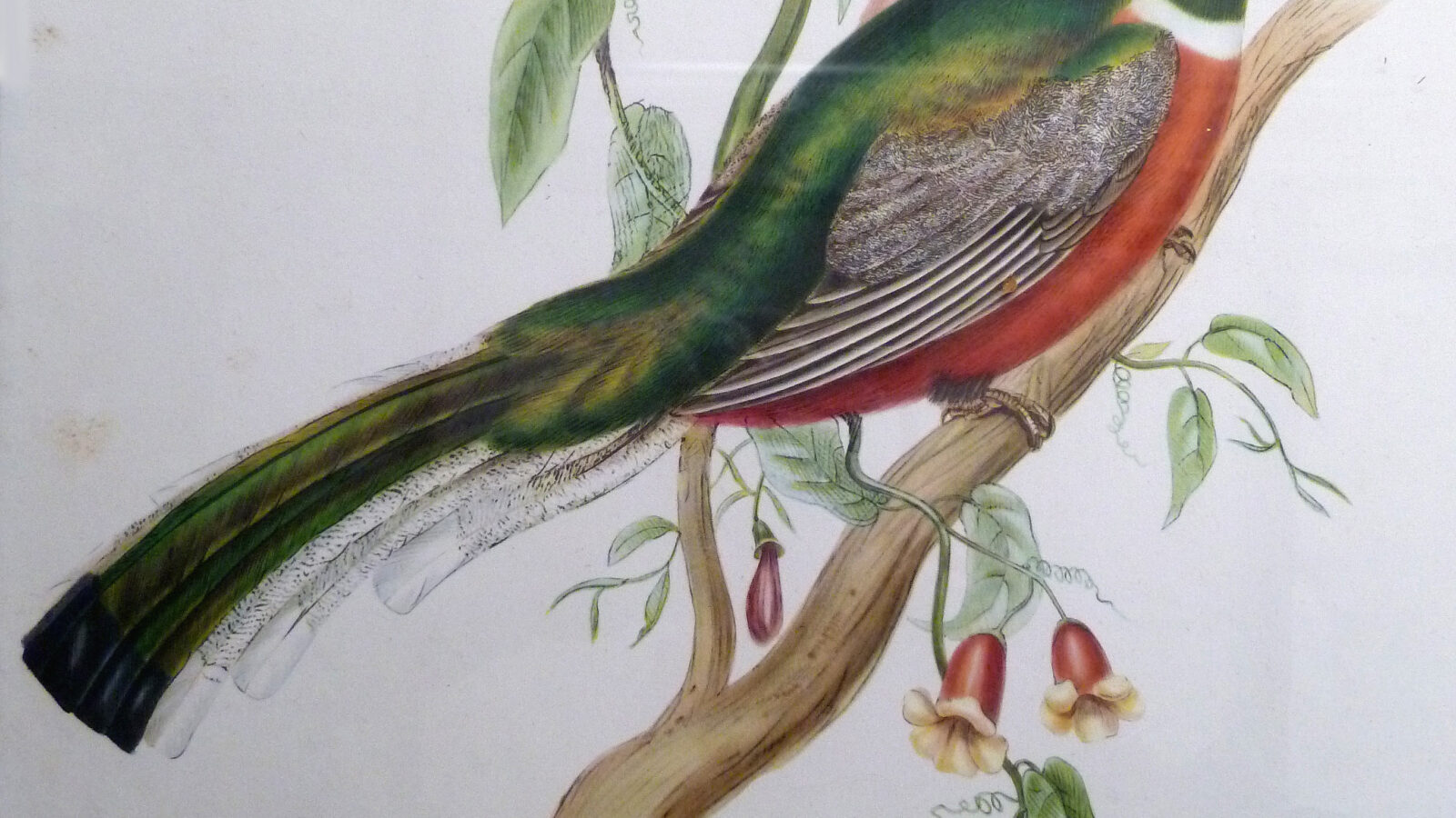 Coppery-tailed Trogon
